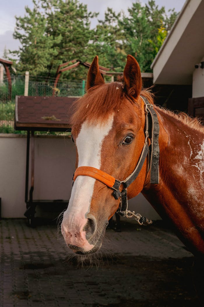 Captivating close-up of a brown horse wearing a halter in a stable yard.